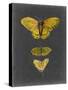 Butterflies on Slate I-Naomi McCavitt-Stretched Canvas