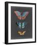 Butterflies on Slate III-Naomi McCavitt-Framed Art Print