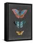 Butterflies on Slate III-Naomi McCavitt-Framed Stretched Canvas