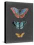 Butterflies on Slate III-Naomi McCavitt-Stretched Canvas