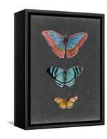 Butterflies on Slate III-Naomi McCavitt-Framed Stretched Canvas