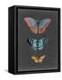 Butterflies on Slate III-Naomi McCavitt-Framed Stretched Canvas