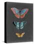 Butterflies on Slate III-Naomi McCavitt-Stretched Canvas