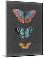 Butterflies on Slate III-Naomi McCavitt-Mounted Art Print