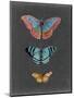 Butterflies on Slate III-Naomi McCavitt-Mounted Art Print