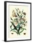 Butterflies: P. Apollo, P. Phoebus-William Forsell Kirby-Framed Art Print