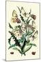 Butterflies: P. Apollo, P. Phoebus-William Forsell Kirby-Mounted Art Print