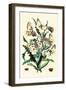 Butterflies: P. Apollo, P. Phoebus-William Forsell Kirby-Framed Art Print