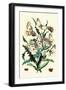 Butterflies: P. Apollo, P. Phoebus-William Forsell Kirby-Framed Art Print