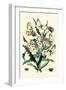 Butterflies: P. Apollo, P. Phoebus-William Forsell Kirby-Framed Art Print