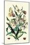Butterflies: P. Apollo, P. Phoebus-William Forsell Kirby-Mounted Art Print