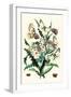 Butterflies: P. Apollo, P. Phoebus-William Forsell Kirby-Framed Art Print