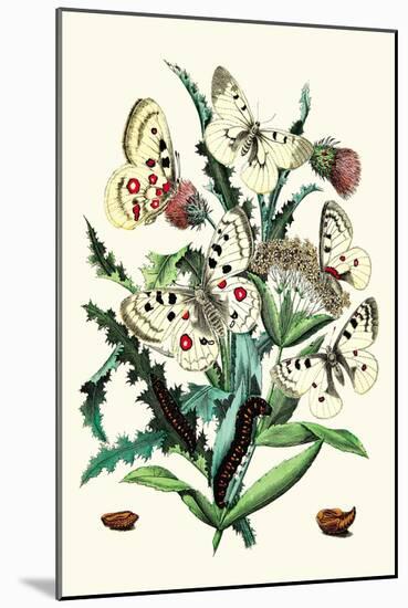 Butterflies: P. Apollo, P. Phoebus-William Forsell Kirby-Mounted Art Print