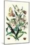 Butterflies: P. Apollo, P. Phoebus-William Forsell Kirby-Mounted Art Print