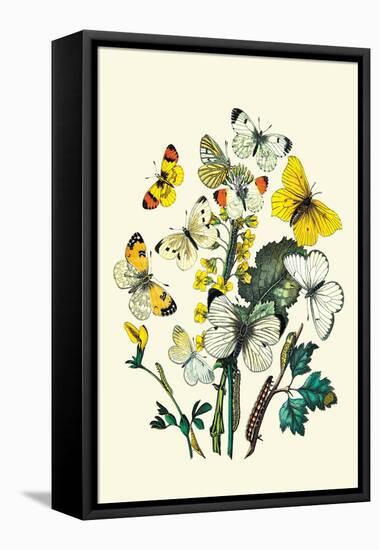 Butterflies: P. Daplidice, P. Napi-William Forsell Kirby-Framed Stretched Canvas