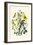 Butterflies: P. Daplidice, P. Napi-William Forsell Kirby-Framed Art Print