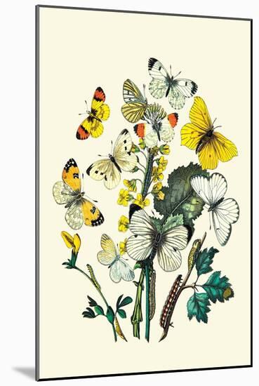 Butterflies: P. Daplidice, P. Napi-William Forsell Kirby-Mounted Art Print