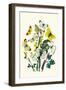 Butterflies: P. Daplidice, P. Napi-William Forsell Kirby-Framed Art Print