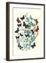 Butterflies: P. Euphemus, P. Cyllarus-William Forsell Kirby-Framed Art Print