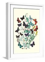 Butterflies: P. Euphemus, P. Cyllarus-William Forsell Kirby-Framed Art Print