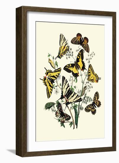 Butterflies: P. Podaliris, P. Alexanor-William Forsell Kirby-Framed Art Print