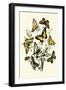 Butterflies: P. Podaliris, P. Alexanor-William Forsell Kirby-Framed Art Print