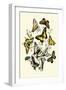 Butterflies: P. Podaliris, P. Alexanor-William Forsell Kirby-Framed Art Print