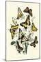 Butterflies: P. Podaliris, P. Alexanor-William Forsell Kirby-Mounted Art Print