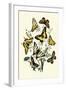 Butterflies: P. Podaliris, P. Alexanor-William Forsell Kirby-Framed Art Print