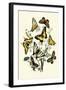 Butterflies: P. Podaliris, P. Alexanor-William Forsell Kirby-Framed Art Print