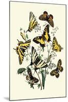 Butterflies: P. Podaliris, P. Alexanor-William Forsell Kirby-Mounted Art Print
