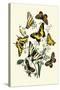 Butterflies: P. Podaliris, P. Alexanor-William Forsell Kirby-Stretched Canvas