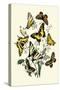 Butterflies: P. Podaliris, P. Alexanor-William Forsell Kirby-Stretched Canvas