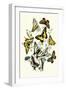 Butterflies: P. Podaliris, P. Alexanor-William Forsell Kirby-Framed Art Print