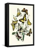 Butterflies: P. Podaliris, P. Alexanor-William Forsell Kirby-Framed Stretched Canvas