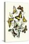 Butterflies: P. Podaliris, P. Alexanor-William Forsell Kirby-Stretched Canvas