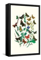 Butterflies: P. Sylvanus, Z. Quercus-William Forsell Kirby-Framed Stretched Canvas