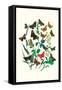 Butterflies: P. Sylvanus, Z. Quercus-William Forsell Kirby-Framed Stretched Canvas