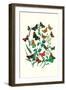 Butterflies: P. Sylvanus, Z. Quercus-William Forsell Kirby-Framed Art Print