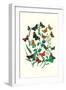 Butterflies: P. Sylvanus, Z. Quercus-William Forsell Kirby-Framed Art Print