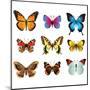 Butterflies Photo-Realistic Vector Set-andegro4ka-Mounted Art Print