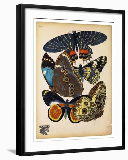 Butterflies Plate 10-null-Framed Giclee Print