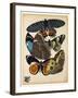 Butterflies Plate 10-null-Framed Giclee Print