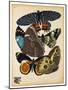 Butterflies Plate 10-null-Mounted Giclee Print