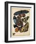 Butterflies Plate 10-null-Framed Giclee Print