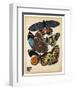 Butterflies Plate 10-null-Framed Giclee Print