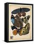 Butterflies Plate 10-null-Framed Stretched Canvas