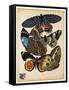 Butterflies Plate 10-null-Framed Stretched Canvas