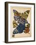 Butterflies Plate 11-null-Framed Giclee Print