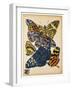 Butterflies Plate 11-null-Framed Giclee Print